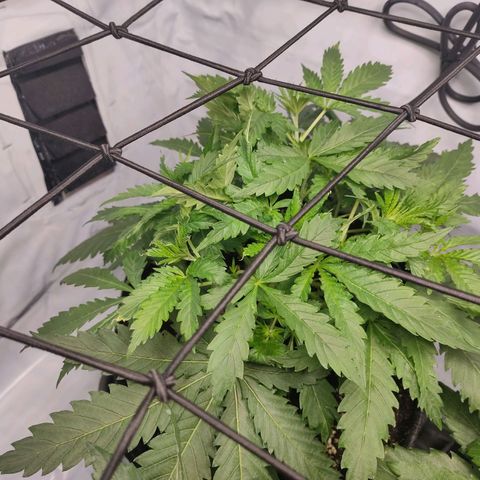Kaya 47 #3 growlog timeline photo