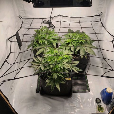 Kaya 47 #1 growlog timeline photo