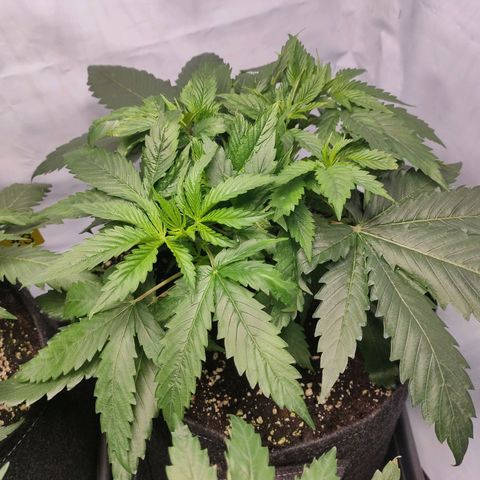 Kaya 47 #1 growlog timeline photo