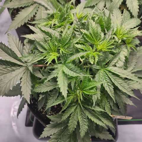 Kaya 47 #2 growlog timeline photo