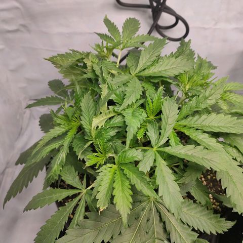 Kaya 47 #3 growlog timeline photo