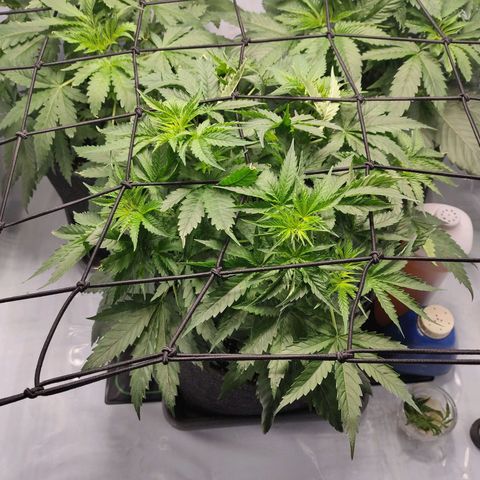 Kaya 47 #2 growlog timeline photo