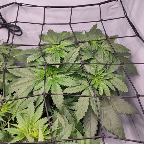 Kaya 47 #1 growlog timeline photo
