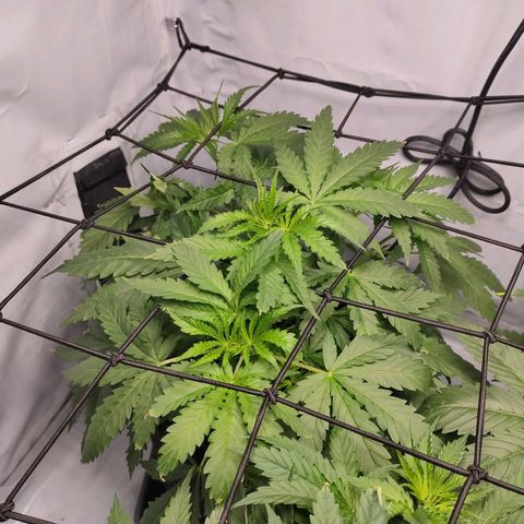 Kaya 47 #3 growlog timeline photo
