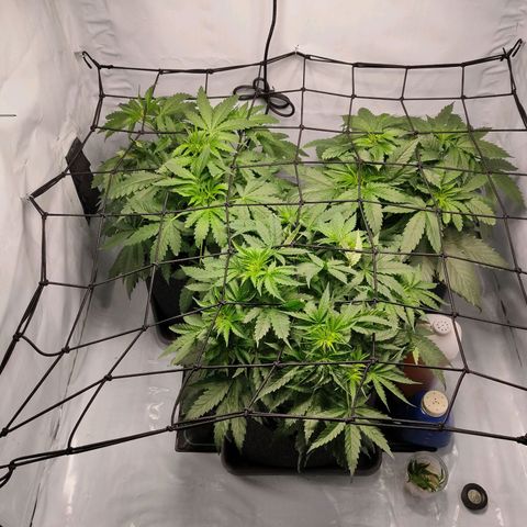 Kaya 47 #1 growlog timeline photo