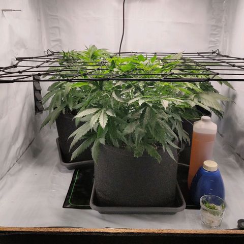 Kaya 47 #1 growlog timeline photo