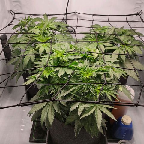 Kaya 47 #1 growlog timeline photo