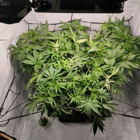 Kaya 47 #1 growlog timeline photo