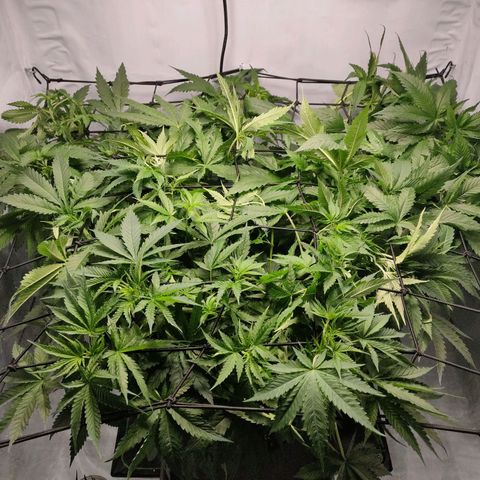 Kaya 47 #1 growlog timeline photo