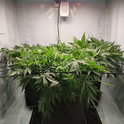 Kaya 47 #1 growlog timeline photo