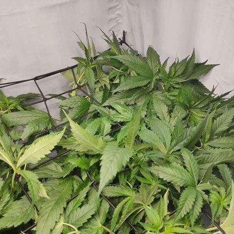 Kaya 47 #1 growlog timeline photo