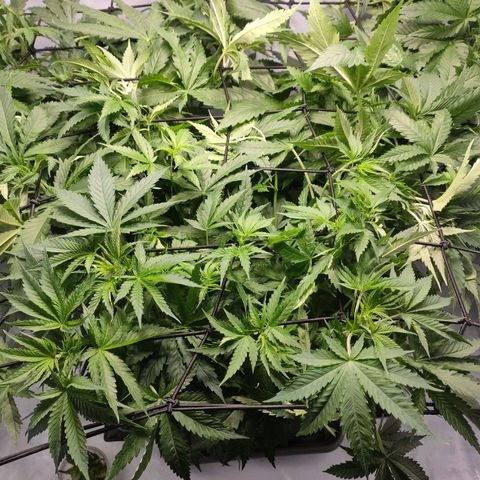 Kaya 47 #2 growlog timeline photo