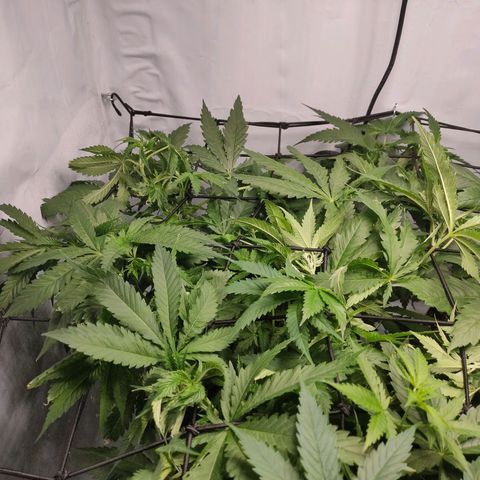 Kaya 47 #3 growlog timeline photo