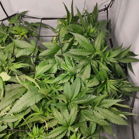Kaya 47 #1 growlog timeline photo