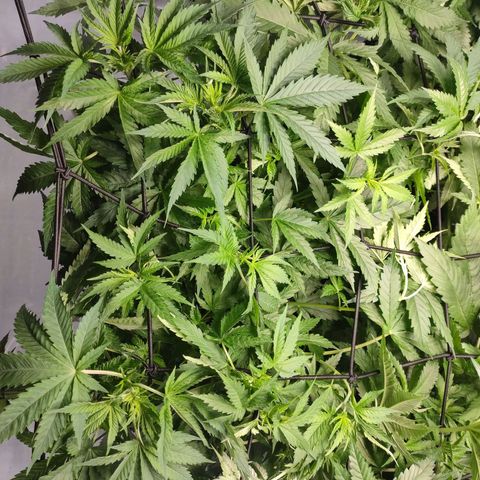 Kaya 47 #2 growlog timeline photo