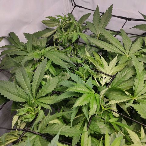 Kaya 47 #3 growlog timeline photo