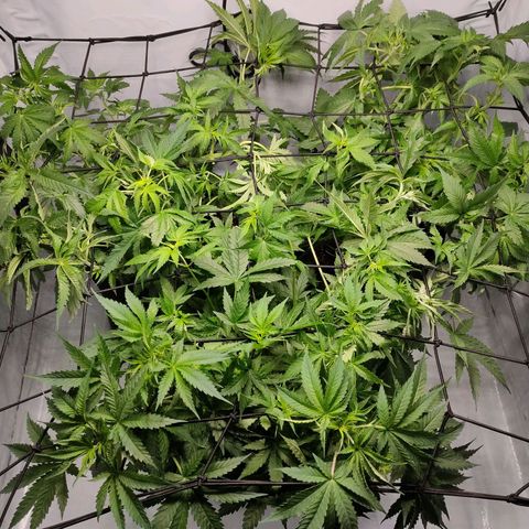 Kaya 47 #1 growlog photo: Erweiterte Defolierung