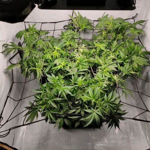 Kaya 47 #1 growlog photo: Erweiterte Defolierung