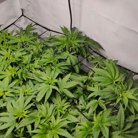 Kaya 47 #1 growlog timeline photo