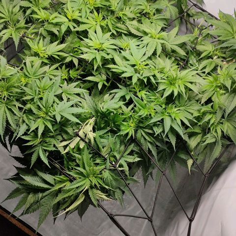 Kaya 47 #1 growlog timeline photo