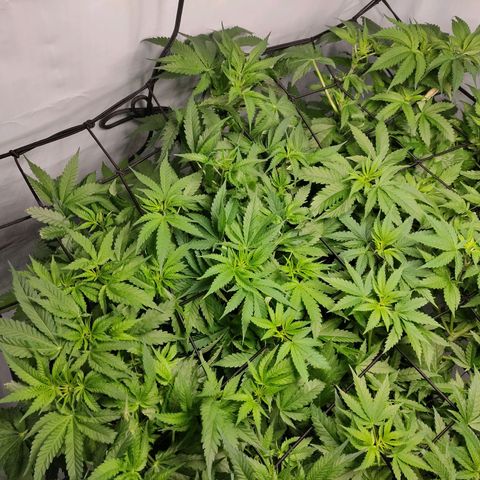 Kaya 47 #1 growlog timeline photo