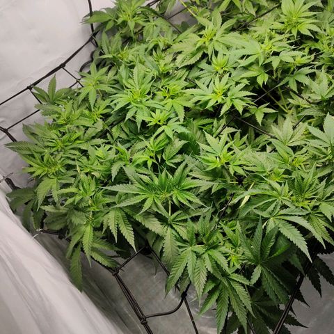 Kaya 47 #1 growlog timeline photo
