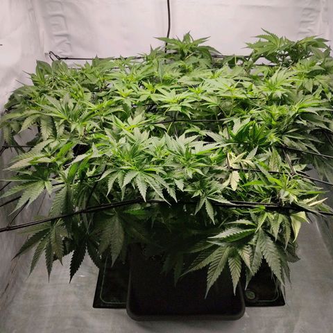 Kaya 47 #1 growlog timeline photo