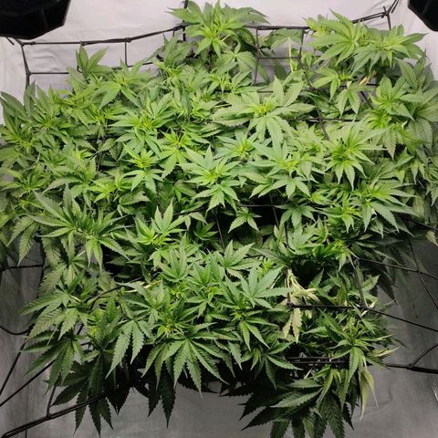 Kaya 47 #1 growlog timeline photo
