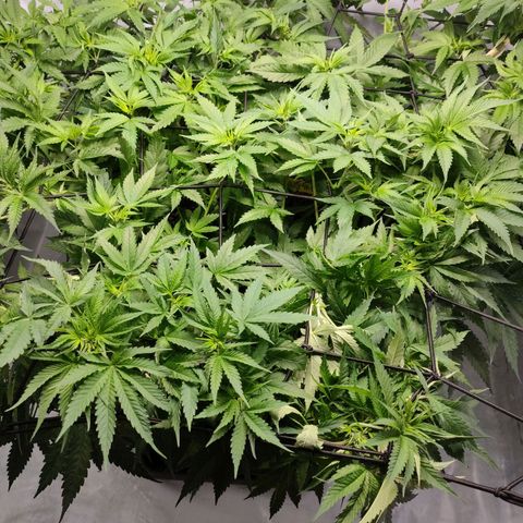 Kaya 47 #2 growlog timeline photo