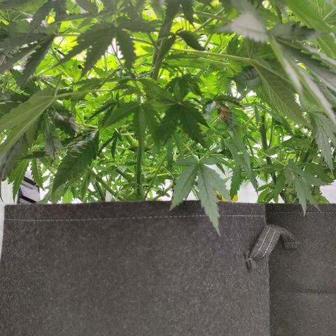 Kaya 47 #2 growlog timeline photo