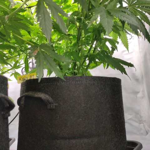 Kaya 47 #1 growlog timeline photo