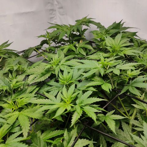 Kaya 47 #1 growlog timeline photo