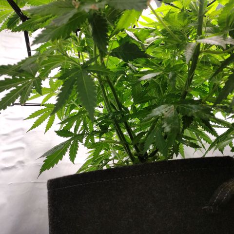 Kaya 47 #3 growlog timeline photo