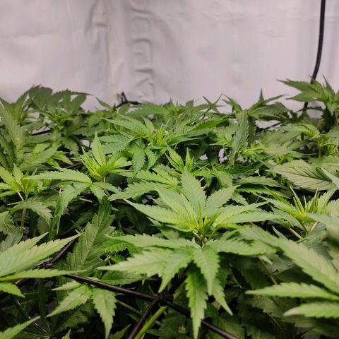 Kaya 47 #3 growlog timeline photo