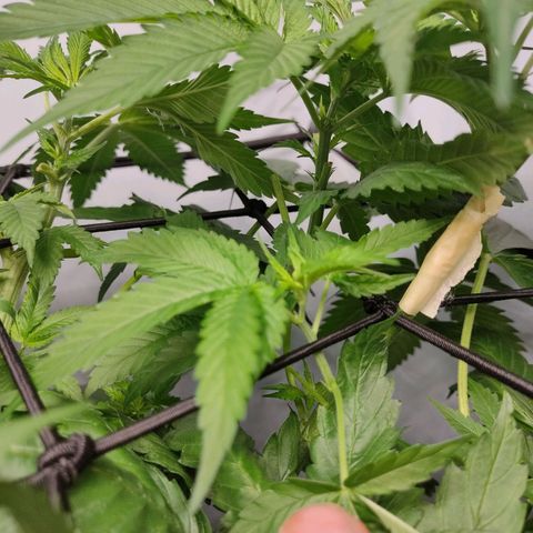 Kaya 47 #1 growlog photo: Kapital abgebrochener Haupttrieb an Kaja#1 mit Kreppband "verbunden", Beweis nach <5 Tage verheilt und sogar leicht belastbar. Trieb zeigt Wachstum.
