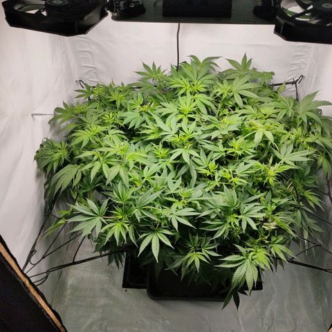 Kaya 47 #1 growlog timeline photo
