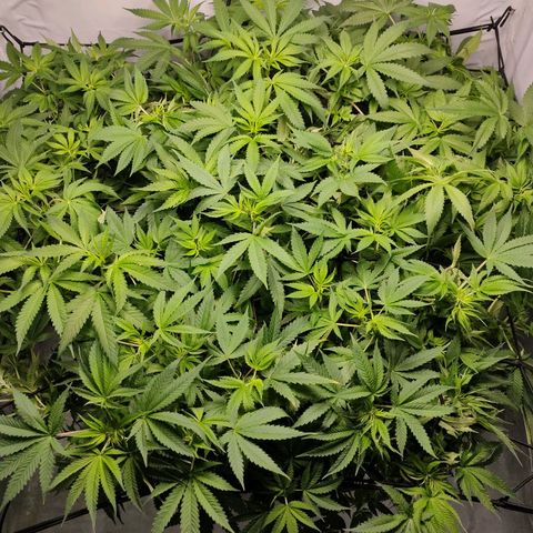Kaya 47 #1 growlog timeline photo