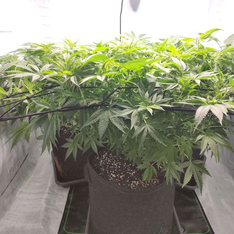 Kaya 47 #1 growlog timeline photo