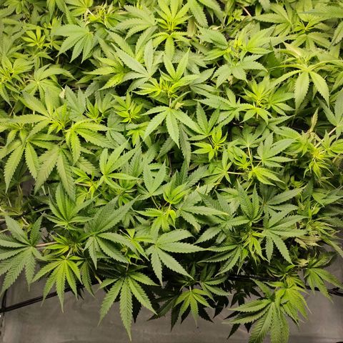 Kaya 47 #2 growlog timeline photo