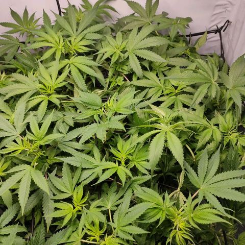 Kaya 47 #1 growlog timeline photo