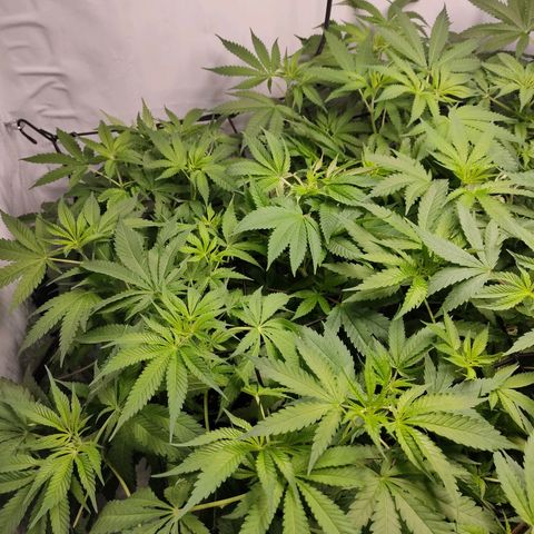 Kaya 47 #3 growlog timeline photo
