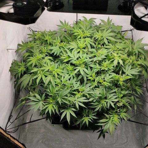 Kaya 47 #1 growlog timeline photo