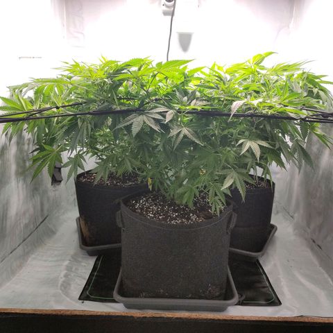 Kaya 47 #1 growlog timeline photo