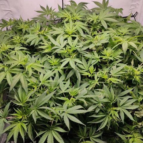 Kaya 47 #1 growlog timeline photo