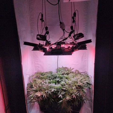 Kaya 47 #1 growlog timeline photo