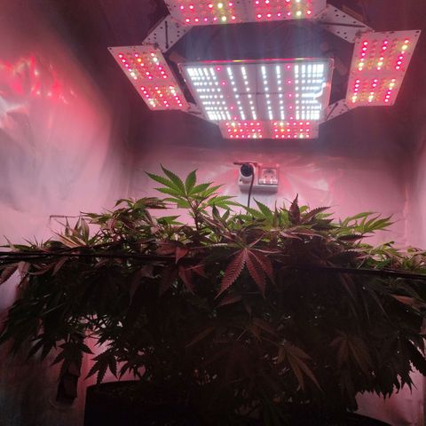 Kaya 47 #1 growlog timeline photo
