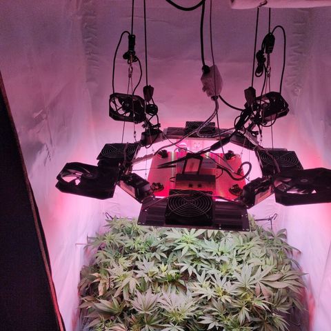 Kaya 47 #1 growlog timeline photo