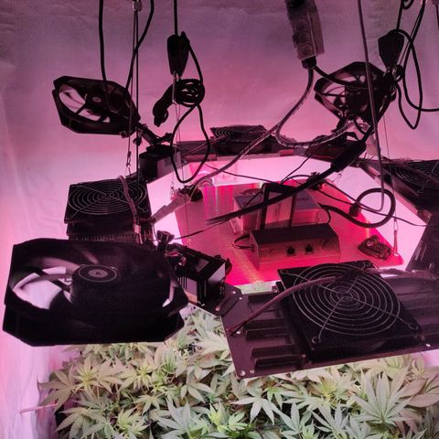 Kaya 47 #1 growlog timeline photo