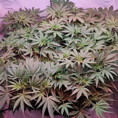Kaya 47 #1 growlog photo: Vor LST und Defolierung