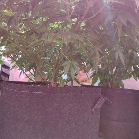 Kaya 47 #1 growlog timeline photo